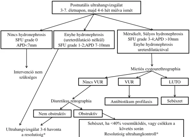 A 7. ábra a postnatális kivizsgálás javasolt lépéseit mutatja be. 