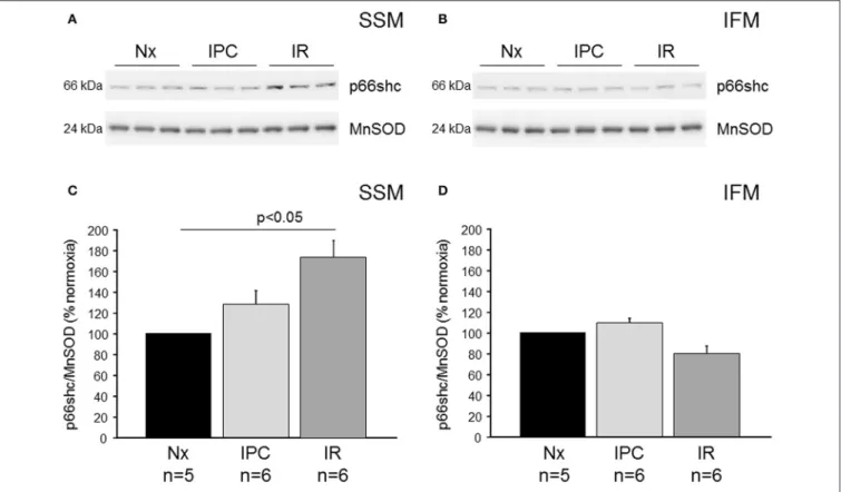 FIGURE 1 | Mitochondrial p66shc translocation following ischemia/reperfusion or ischemic preconditioning