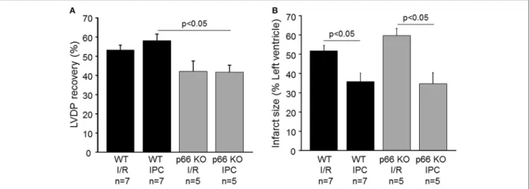 FIGURE 3 | Influence of p66shc on myocardial function, IR injury and cardioprotection in vitro