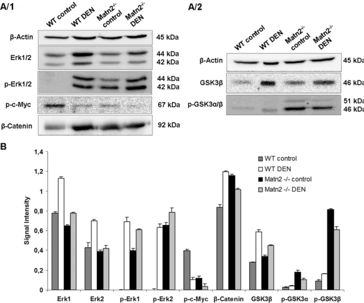 Figure 3. Representative Western blots of intracellular regulatory proteins in WT control, WT DEN-treated, Matn2 -/- control and Matn2 -/- -/-DEN-treated mouse livers (A/1, A/2)