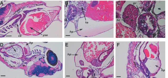 FIG. 4. The different histological changes in irradiated zebrafish embryos. In (A; HE