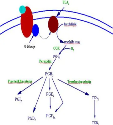 2. ábra. A prosztaglandinok keletkezésének útja 