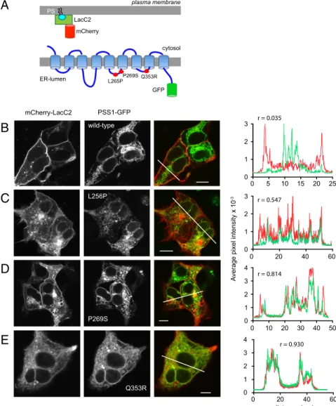 Fig. 2. Cellular distribution of PS and the PSS1 en- en-zyme in HEK293-AT1 cells. (A) PS distribution was assessed by the PS-binding C2 domain of lactadherin fused to mCherry, and the PSS1 enzyme was tagged with GFP at its C terminus