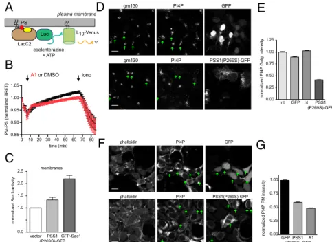 Fig. 3. PI4KA inhibition reduces PM PS levels, and PS overproduction affects PI4P levels