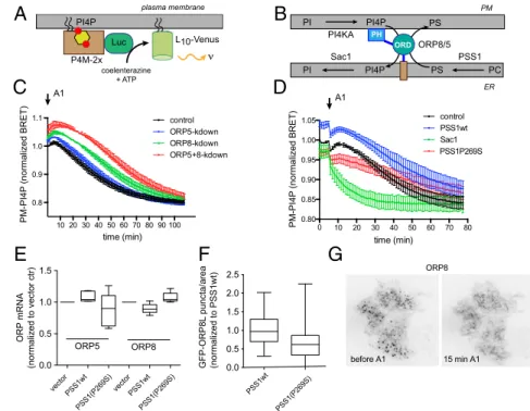 Fig. 4. Control of PI4P transfer between the PM and the ER by ORP5 and ORP8 proteins and by PS  over-production