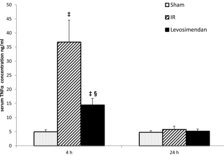 Fig 7. TNF-α concentration. TNF-α concentrations were significantly higher in the IR (ischemia-reperfusion) group compared to the Sham- Sham-operated group after 4 hours of reperfusion