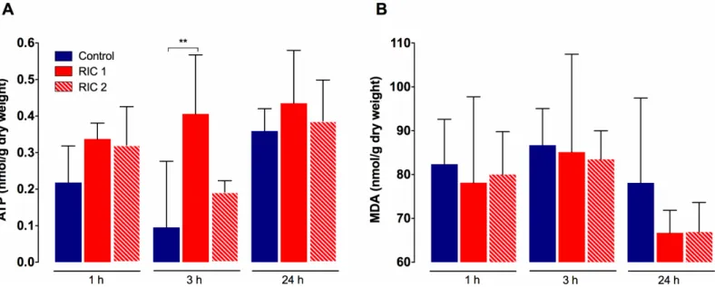 Fig 5. Liver tissue ATP levels and lipid peroxidation. (A) RIC resulted in better preserved tissue ATP levels throughout the observation period