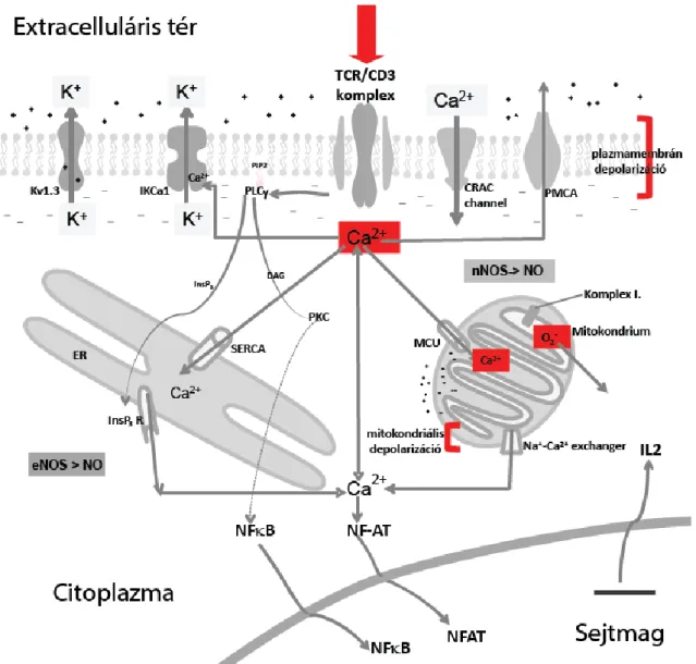 1. ábra: A Ca 2+  központi szerepe a T-sejt aktiváció kezdeti szakaszában 