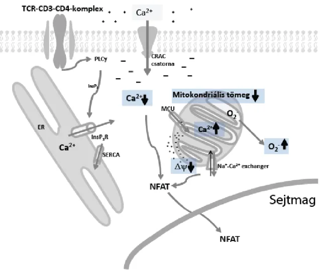 1. ábra: Az újszülött CD4+ T-sejtek aktivációjának sematikus ábrázolása. Az ábra  bemutatja a fitohemagglutinin okozta aktiváció során általunk megfigyelt változásokat  felnőtt  CD4+  T-sejtekhez  képest
