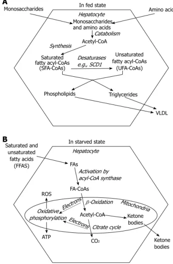 Figure 1  Fatty acid metabolism in the liver. A: In fed state, monosaccharides  and amino acids are taken up from the portal blood and converted to fatty  acyl-CoAs through acetyl-CoA intermediate; The primary endogenous fatty acids  (e.g., palmitate) are 