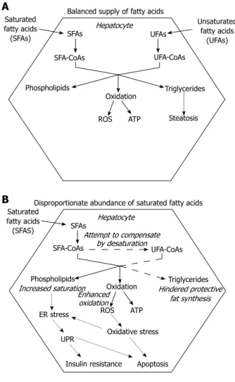 Figure 2  Fatty acid toxicity in the liver. A: Balanced (over) supply of satu- satu-rated and unsatusatu-rated fatty acids allows the hepatocyte to enhance triglyceride  synthesis and deposition