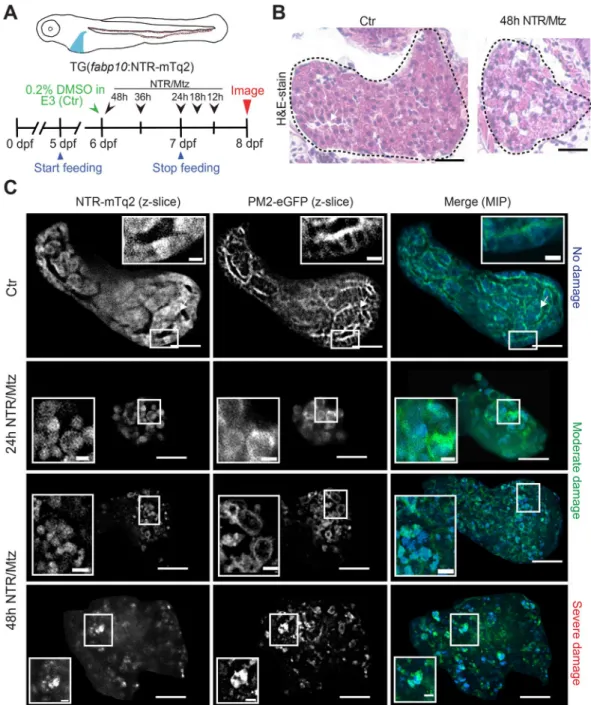 Figure 1.  The NTR/Mtz system induces selective liver damage in larval zebrafish. (A) Upper panel, cartoon  of transgenic larva expressing cyan fluorescent NTR fusion protein in the liver