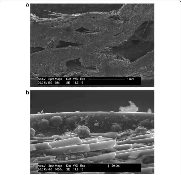 Fig. 10 Scanning electron microscope images after enzyme treatment. a Cross section, magnification ratio ×35