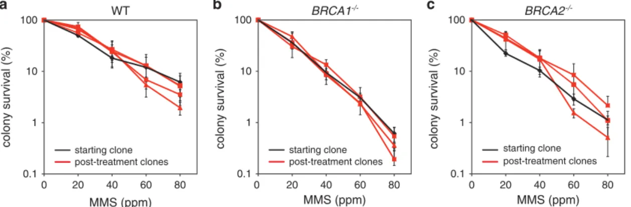 Figure 3. MMS sensitivity of pre-treatment and post-treatment clones. Colony survival assays measuring the sensitivity of WT (a), BRCA1 −/−