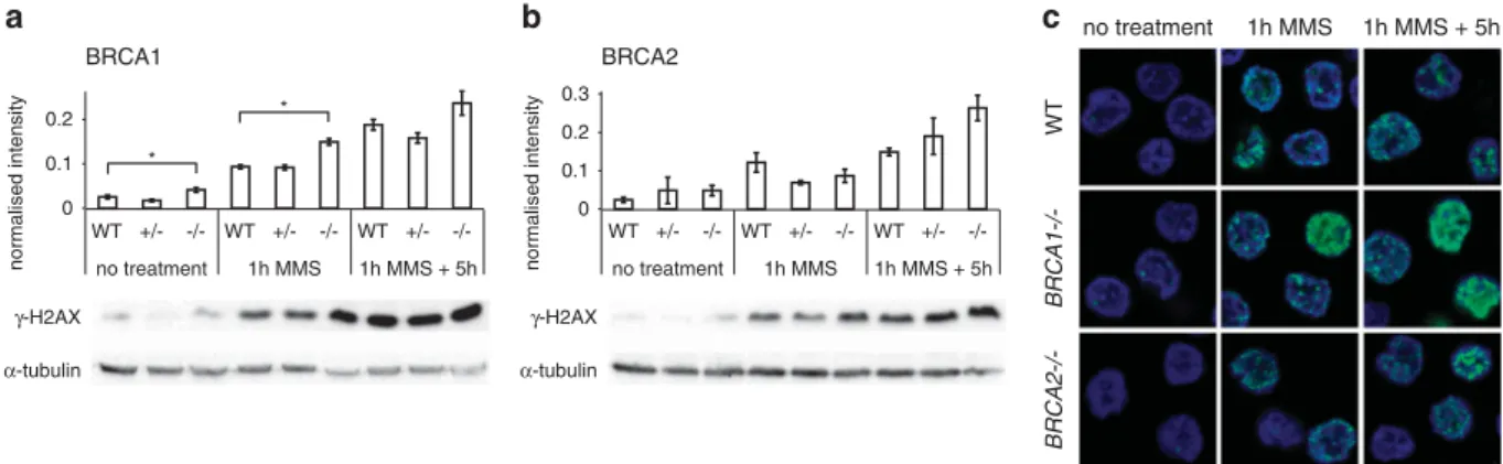 Figure 6. Markers of DNA damage response. (a and b) Western blots detecting γ -H2AX in WT cells as well as in BRCA1 heterozygous ( +/ − ) and homozygous ( −/− ) cells (a); and in BRCA2 heterozygous ( +/ − ) and homozygous ( −/− ) cells (b); subjected to no