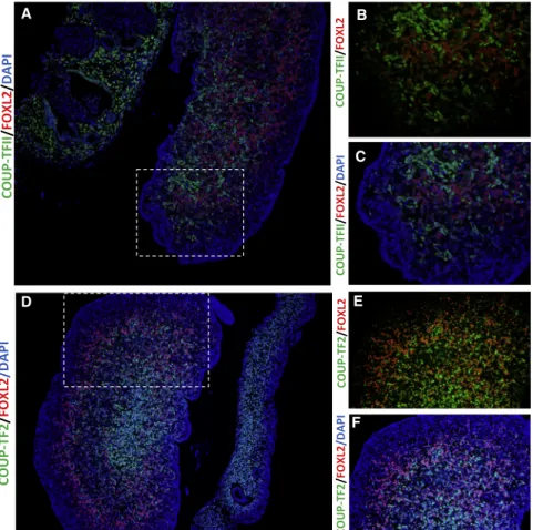 Figure 2. Protein Localization of COUP- COUP-TF2 and FOXL2 during Early Human Ovarian Development