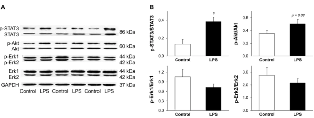 Figure 5. LPS pretreatment results in enhanced phosphorylation of STAT3. Figure shows  representative images (A) and quantification (B) of western blots of possible cardiac pathways in  LPS-induced delayed preconditioning