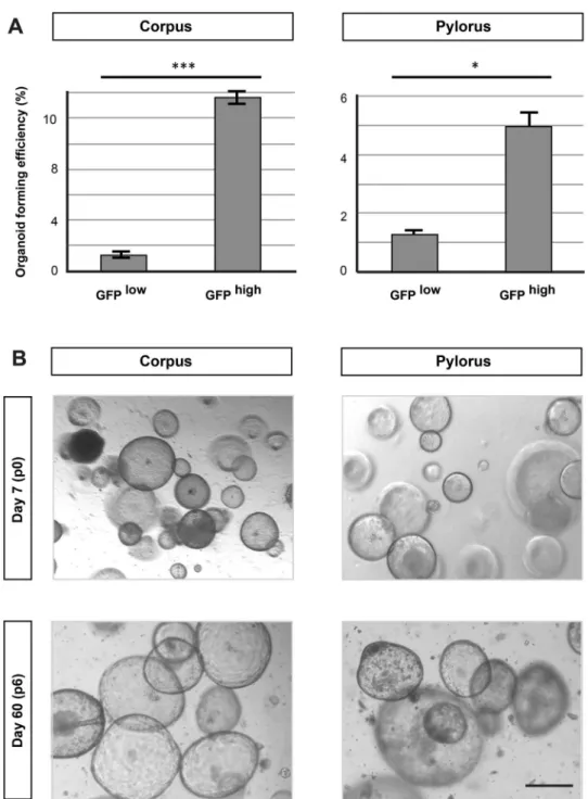 Figure 4.  Analysis of in vitro clonogenic potential of Lrig1-expressing cells. (A) Comparison of organoid  forming efficiency of Lrig1-eGFP low and Lrig1-eGFP high cells derived from stomach corpus and pylorus