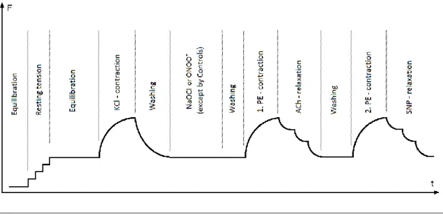 Figure 3: Organ bath protocol 