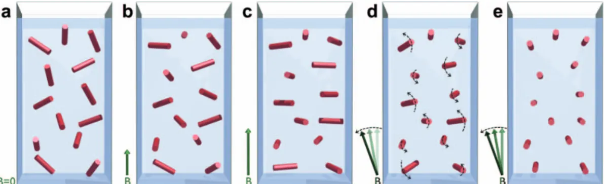 Figure 2 | Magnetic orientation and dynamics of paramagnetic hemozoin crystals with anisotropic easy-plane character