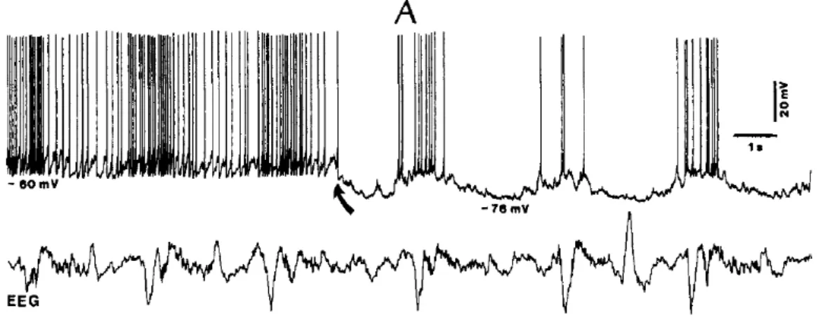 Fig. 4. Part of Figure 7. from the original publication of Steriade: The slow  (~0.3Hz) oscillation of reticular thalamic cells and its relation with cortical EEG in  cats