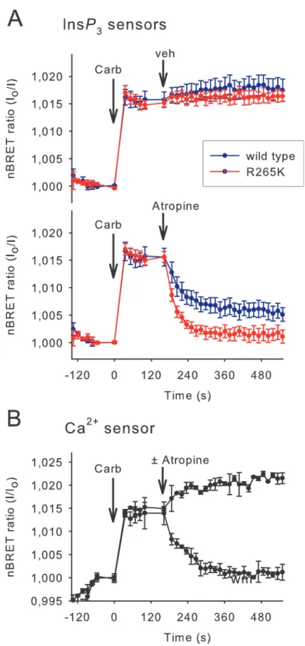 Fig 3. Comparison of the reversibility of the wild type and low-affinity Ins P 3 sensors