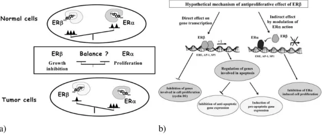 3. ábra. Az ERα és ERβ ellentétes hatásmechanizmusának sémás ábrázolása 