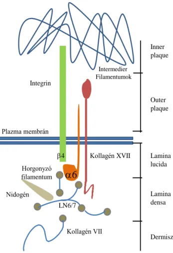 7. ábra A kollagén XVII  elhelyezkedése  A  normál  fiziológiás  körülmények  között  a  kollagén XVII a hemidezmoszómák kialakításával a sejteket az alaphártyához rögzíti
