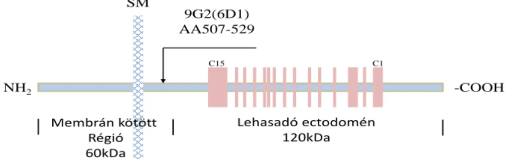 9. ábra A kollagén XVII elleni antitest kötődési helye A 9G2 antitest kötődési helye a  molekula extracelluláris részén a lehasadó ektodomén előtt található