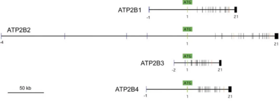 Homológia vizsgálatok  alapján  (31, 32) négy fő  doménnal  rendelkeznek  (5. ábra) (33)  és egy egyedi, csak a PMCA fehérjékre jellemző rendezetlen C-terminális régióval