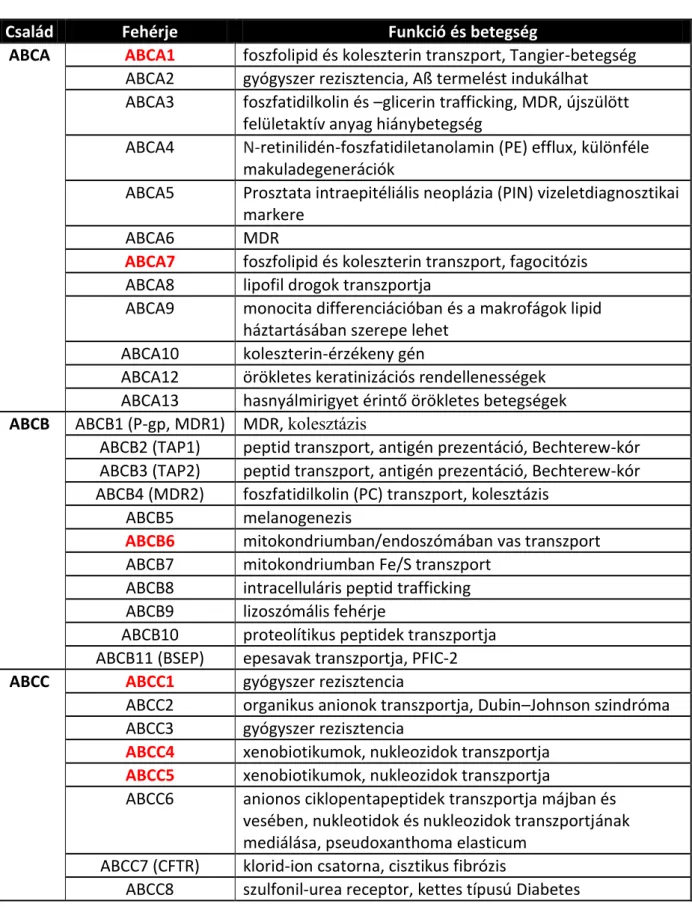 1. táblázat: Az ABC transzporter család tagjai, funkcióik és betegségben betöltött  szerepük