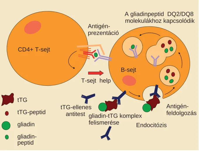1. ábra A transzglutamináz elleni antitestek kialakulásának mechanizmusa