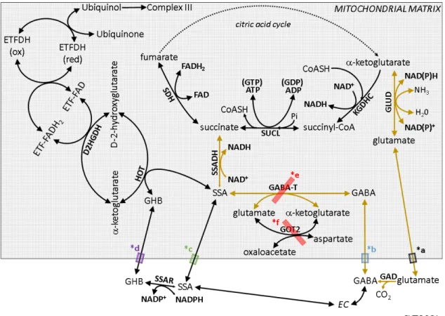 Figure  2. The  GABA  shunt  (outlined  by  arrows  in  gold  color)  and  pertinent  reactions