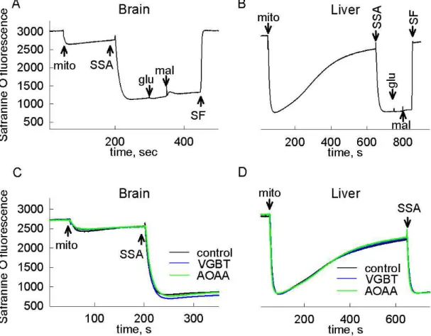 Figure  4.  The  effect  of  SSA  on  membrane  potential  of  isolated  brain  (A,  C)  and  liver  (B,  D)  mitochondria