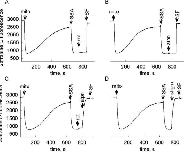 Figure  5.  The  effect  of  respiratory  complex  inhibitors  on  membrane  potential  of  isolated  liver  mitochondria  energized  by  SSA