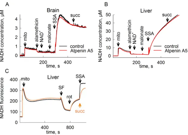 Figure 6. The effect of SSA on NADH autofluorescence in permeabilized brain (A)  and  liver  (B)  and  intact  liver  (C)  mitochondria