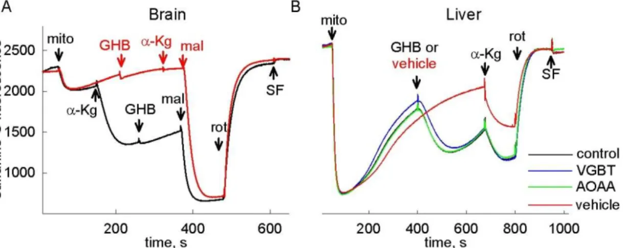 Figure 7. The effect of GHB on membrane potential of isolated brain (A) and liver  (B)  mitochondria