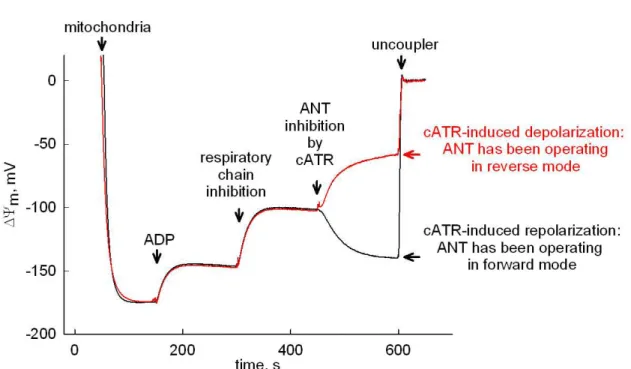 Figure  8.  The  biosensor  test  used  for  determining  ANT  directionality  under  respiratory inhibition