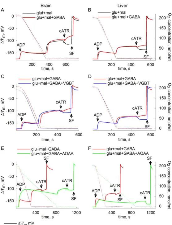 Figure 9. The effect of GABA on mitochondrial SLP during anoxia. Reconstructed  time  courses  of  safranine  O  signal  calibrated  to  ∆Ψ m   (solid  traces),  and  parallel  measurements  of  oxygen  concentration  in  the  medium  (dotted  traces)  in 