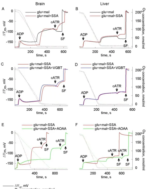 Figure  10.  The  effect  of  SSA  on  mitochondrial  SLP  during  anoxia.  Reconstructed  time  courses  of  safranine  O  signal  calibrated  to  ∆Ψ m   (solid  traces),  and  parallel  measurements  of  oxygen  concentration  in  the  medium  (dotted  t