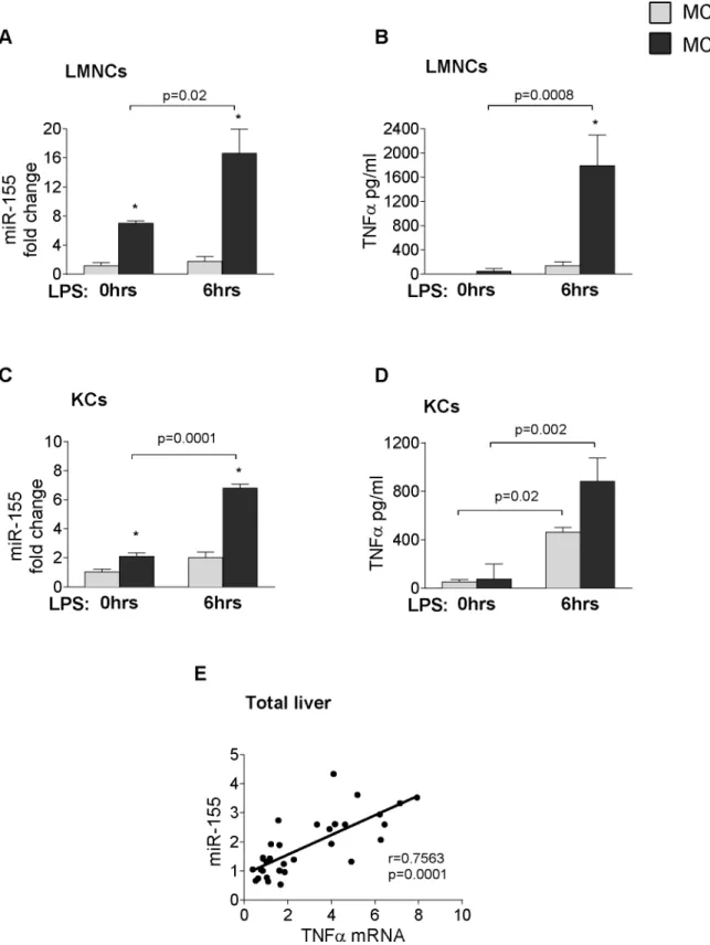Fig 5. LPS induces miR-155 and TNF α expression in hepatic immune cells. Isolated LMNCs and Kupffer cells from C57Bl/6 WT mice were stimulated or not with 100ng/ml LPS for 6 hours in vitro