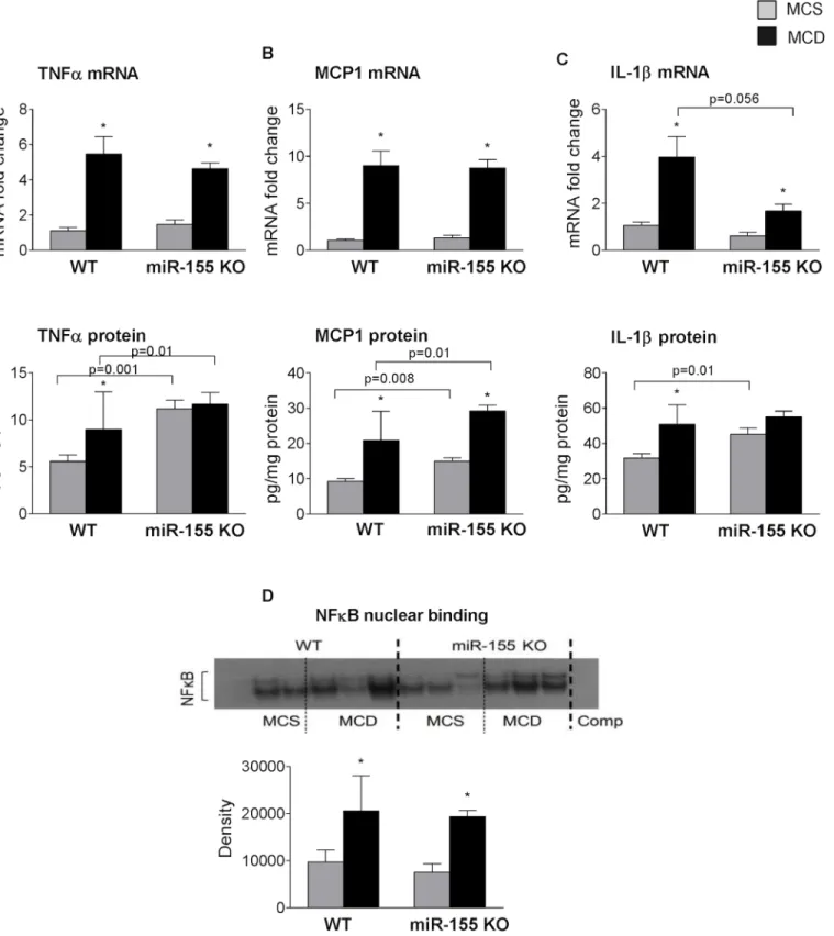 Fig 6. miR-155 deficiency does not attenuate hepatic inflammation in MCD-steatohepatitis
