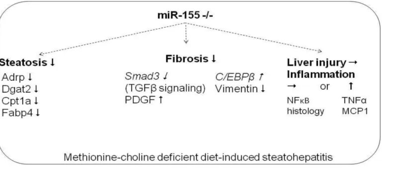 Fig 8. Summary figure: Role of miR-155 in experimental MCD induced steatohepatitis. Putative direct miR-155 targets are in italics.