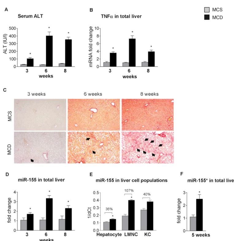 Fig 1. MCD diet-induced steatohepatitis is associated with increased miR-155 expression in parenchymal and non-parenchymal cells
