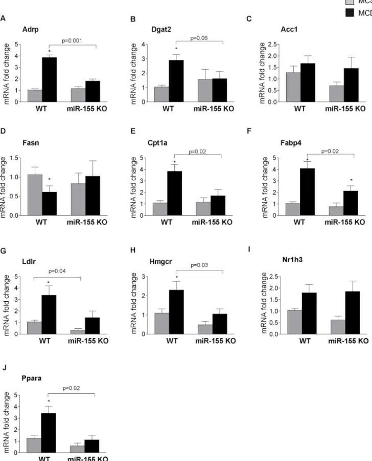 Fig 3. miR-155 deficiency alters expression of genes in the lipid metabolism. Wild type (WT) and miR-155 deficient (KO) mice were fed with methionine- methionine-choline deficient (MCD) or supplemented (MCS) control diet for 5 weeks