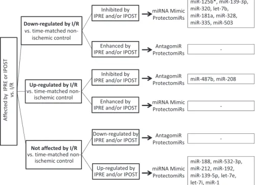 Fig. 6. Selection process of cardiac protectomiRs. MicroRNAs that were significantly affected by ischemic preconditioning (IPRE) and/or ischemic postconditioning (IPOST) compared with I/R alone were identified first