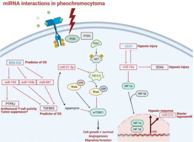 Figure 3. miRNA interactions in pheochromocytoma: Transmembrane tyrosine kinase receptor activation is the first step  in the mTOR signaling pathway; thunderbolt represents activation of mTOR pathway in pheochromocytoma; P indicates  phosphorylation sites;