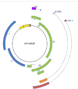 4. ábra HPV16 genom felépítése 