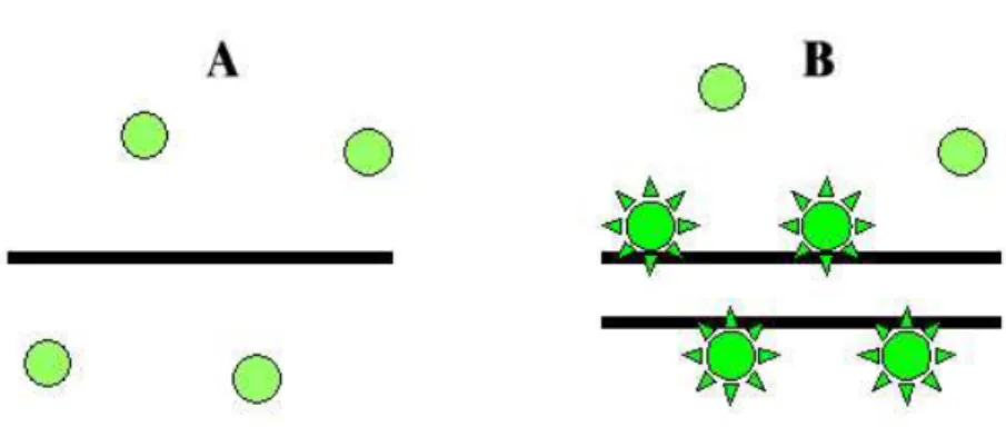6. ábra. A PCR termék detektálása SYBR Green-nel. A SYBR Green a denaturált (egyszálú)  DNS-hez  nem  kötődik,  és  így  fluoreszcensen  sem  aktív  (A)