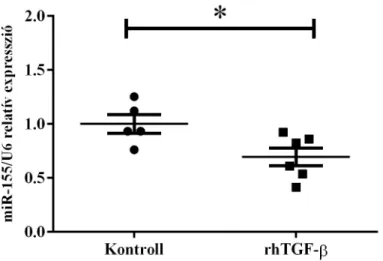 11. ábra. A miR-155 expressziója rhTGF-β-val kezelt vékonybél epitél  sejtekben. 